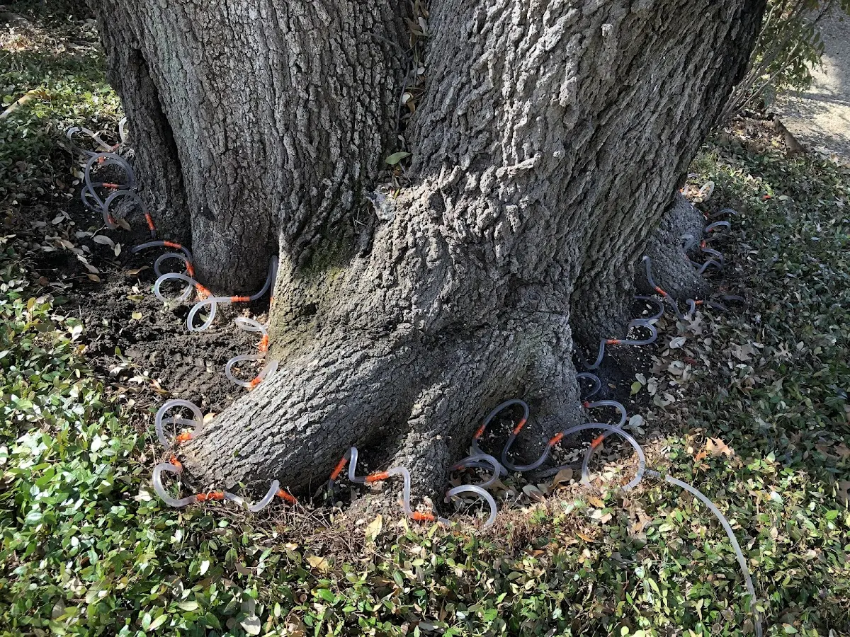 Detailed Tree Cabling and Bracing job site in Grace