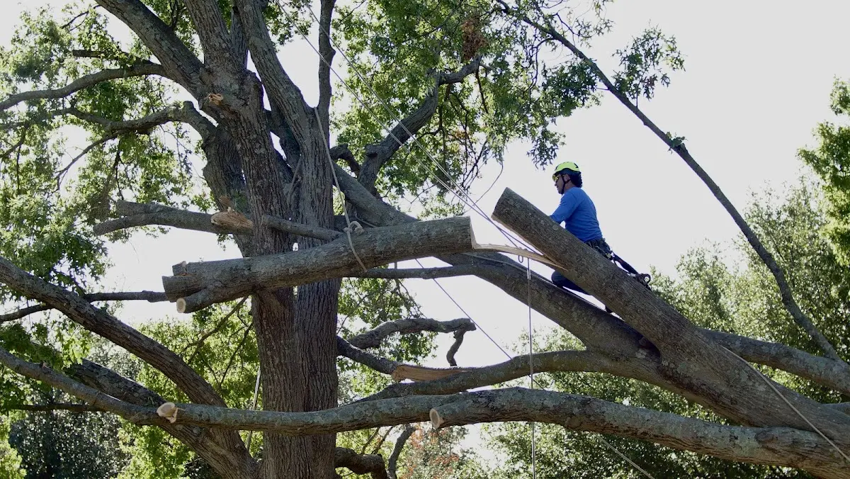 Professional Crown Thinning performed by certified arborists in Grace