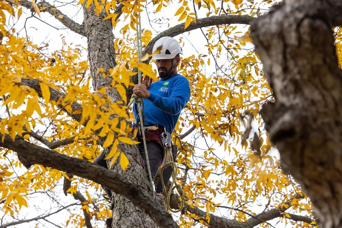 Skilled Tree Transplanting crew working in Grace
